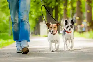 Pet Walking Area